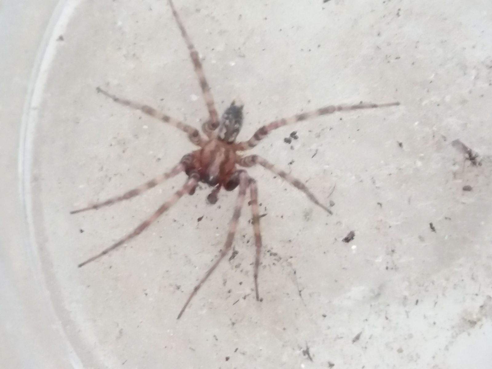 Tegenaria sp., maschio immaturo  - Sardegna meridionale